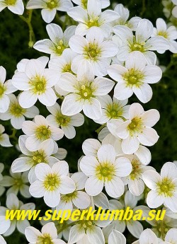 КАМНЕЛОМКА АРЕНДСА "ШНЕЕТЕППИХ" (Saxifraga x arendsii "Schneeteppich") Цветки до 2 см в диаметре белые, Цветет в мае — июне очень обильно, Хорошо смотриться в каменистом саду, бордюрах, и др. Прекрасно сочетается с розовым и малиновым сортами.  ЦЕНА 250 руб (7-12 розеток)