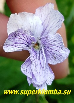 ФИАЛКА МАНЧЬЖУРСКАЯ ФОРМА МАХРОВАЯ БЕЛОЦВЕТКОВАЯ (Viola mandshurica f. plena White Flower) цветок крупным планом. НОВИНКА! ЦЕНА 700 руб (1 шт)