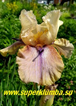 Ирис ТОРНБЁД ((Iris ‘Thornbird) TB/Byers, 1989. Срок цветения средний.
 Редкая окраска «рогатого» ириса. Светло-бежевые верхние лепестки, нижние зеленовато-горчичные с фиолетовыми жилками; горчичная бородка заканчивается фиолетовым «рогом» или маленьким лепестком. Лепестки  гофрированные, нижние лепестки - парящие. Легкий сладкий аромат, высота 35 89 см. Награды: HM-1991, AM-1993, WM-1996, DM-1997. НОВИНКА! НЕТ В ПРОДАЖЕ