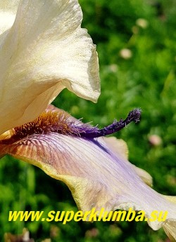 Ирис ТОРНБЁД ((Iris ‘Thornbird) горчичная бородка заканчивается фиолетовым «рогом» или маленьким лепестком. НОВИНКА! НЕТ В ПРОДАЖЕ