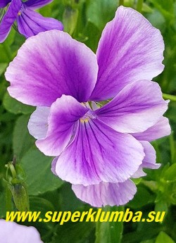 ФИАЛКА РОГАТАЯ "Сиренево-фиолетовая" (Viola cornuta ) Цветок  светло фиолетовый с  сиреневыми краями, по мере роспуска светлеет до сиреневого.  На кусту всегда цветы разных оттенков сиреневого. НОВИНКА! ЦЕНА 300 руб  (1 дел)