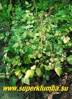 Астильба ШИРО ХАКИКОМИ ФУ (Astilbe microphylla Shiro Hakikomi Fu) Экзотическая японская красавица с пестрой бело-зеленой листвой и розовыми цветами. Высота 30 см, НОВИНКА! НЕТ В ПРОДАЖЕ.