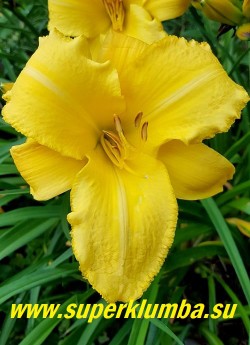 Лилейник МЕРИ ТОДД (Hemerocallis Mary Todd) огромные диаметром 15 см насыщенно-желтые с легким гофре на удлиненных лепестках цветы. Обильно и долго цветущий, шикарная желтая классика! Высота 66 см. НОВИНКА! ЦЕНА 300 руб (1 шт)