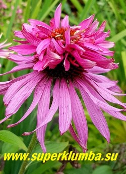 Эхинацея пурпурная ДАБЛ ДЕКЕР (Echinacea purpurea Double Decker)   уникальный  полумахровый сорт эхинацеи,  невероятно популярный благодаря необычной «хохлатой» формой цветка. Цветки с разнообразными "хохолками"  не уступают  в декоративности махровым сортам. Высота 50-60 см. НОВИНКА! ЦЕНА 400 руб (деленка)