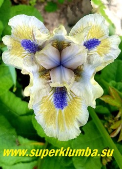 Ирис ЛИТЛ САЙНС (Iris 'Little Sighs') SDB/Sutton/07/28см. Стандартный карликовый. 
 Необычный цвет- сливочного масла с
зеленовато-голубым оттенком, фолы светло- голубые с
горчичным пятном, бородки голубые.  ЦЕНА  250 руб