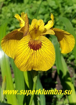 ИРИС АИРОВИДНЫЙ РОЙ ДЭВИДСОН (Iris  psendacorus  Roy Davidson) Сорт с насыщенно-мимозно-жёлтыми цветами с коричневым обрамлением сигнала и прожилками на лепестках.  Цветёт очень обильно с  июня.   Изгибающаяся красивая очень блестящая листва сохраняет декоративность до  зимы и является одним из главных достоинств данного сорта. Высота цветоноса до 100 см. НОВИНКА! ЦЕНА 300 руб (1 делёнка)
