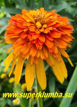 Эхинацея "МАРМЕЛАД" (Echinacea "Marmalade") на фото цветок в полном роспуске становится мандариново-оранжевого цвета. НОВИНКА! ЦЕНА 500 руб (делёнка) НЕТ НА ВЕСНУ