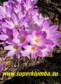 БЕЗВРЕМЕННИК ВЕЛИКОЛЕПНЫЙ (Сolchicum speciosum) очень крупные сиренево-розовые с белым центром цветки, растущие до 5-ти штук из одной крупной луковицы, высота до 20 см, цветет август-сентябрь. ЦЕНА 300 руб (3 шт)