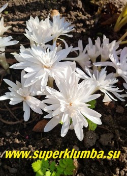 БЕЗВРЕМЕННИК ОСЕННИЙ МАХРОВЫЙ  БЕЛЫЙ (Colchicum autumnale f. album plenum) редкая и очень красивая махровая форма (до 45 лепестков) белого безвременника. Высота до 10 см, зацветает в сентябре.  ЦЕНА 500 руб