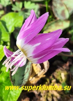 КАНДЫК ЕВРОПЕЙСКИЙ/СОБАЧИЙ ЗУБ (Erythronium denscanis ) цветок крупным планом.  НОВИНКА! НЕТ В ПРОДАЖЕ.