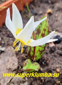 КАНДЫК КАВКАЗСКИЙ (Еrythronium  caucasicum) белоснежная разновидность с желтым пятном в основании лепестков и желтыми тычинками. Листва  яркая с контрастными   пурпурно-коричневыми пятнами. НОВИНКА! НЕТ В ПРОДАЖЕ.