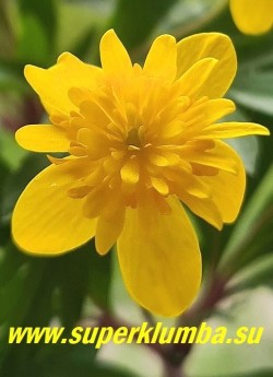 АНЕМОНА  ЛЮТИЧНАЯ "Дагерот"  (Anemone ranunculoides  "Dagerot") Цветок крупным планом.  РЕДКОЕ.  НОВИНКА! НЕТ НА ВЕСНУ. ЦЕНА 700 руб.