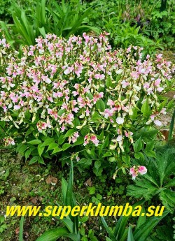 ЧИНА ВЕСЕННЯЯ АЛЬБАРОЗЕУС (Lathyrus vernus Albaroseus)  Сорт чины с нежно розовыми цветами. Обильное цветение. Высота 35-30 см. Цветение в мае. НОВИНКА ! ЦЕНА 350 руб (делёнка)