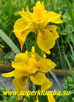 Ирис АИРОВИДНЫЙ МАХРОВЫЙ (Iris pseudacorus f. pleno) Махровая форма болотного ириса, цветы двухярусные, ярко-желтые с коричневым узором у оснований лепестков. Высота 70-80 см, цветет июнь. ЦЕНА 350 руб (1 делёнка)