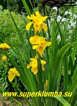 Куст ириса АИРОВИДНОГО МАХРОВОГО (Iris pseudacorus f. pleno) 
  саду. Прекрасно будет расти во влажных сырых местах, например рядом с водосточным сливом.    ЦЕНА 350 руб (1 делёнка)