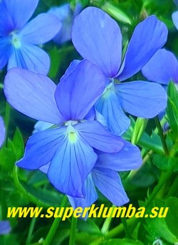 ФИАЛКА РОГАТАЯ "Бутон блу"  (Viola cornuta Boughton blue)  цветы крупным планом. НОВИНКА!  ЦЕНА 350 руб (1 дел)