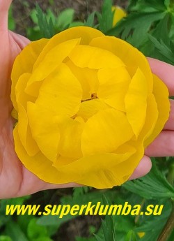 КУПАЛЬНИЦА ГИБРИДНАЯ «Йеллоу кинг» (Trollius hybr. «Yellow King») цветок крупным планом. Лимонно-желтые очень крупные цветы. НОВИНКА! ЦЕНА 500 руб  НЕТ НА ВЕСНУ