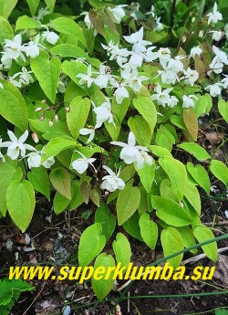 ГОРЯНКА ПЫШНАЯ «Нивеум» (Epimedium x youngianum «Niveum») Невысокая горянка высотой 20-25 см, с перистыми, раскрывающимися бронзовыми, позднее зеленеющими листьями. Соцветия чисто белые. Цветет обильно в мае-июне. ЦЕНА 500 руб (1 делёнка)