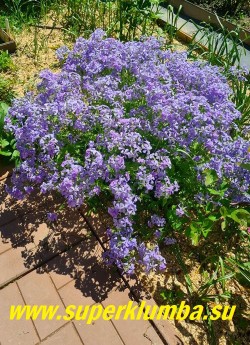 ФЛОКС РАСТОПЫРЕННЫЙ "Вайолет квин" (Phlox divaricata “Violet Queen”) Кустик в саду/ .НОВИНКА! ЦЕНА 200 руб (1 дел.)