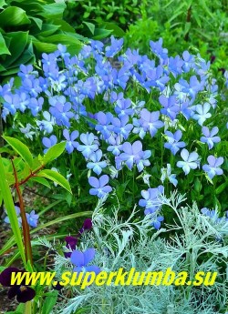 ФИАЛКА РОГАТАЯ "Бутон блу"  (Viola cornuta Boughton blue)  стабильный многолетник, образует кустики высотой 15- 20 см, цветет весь сезон крупными  небесно-голубыми цветами, НОВИНКА! ЦЕНА 350 руб  (1 дел)