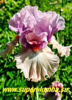 Ирис МОДЕРН ВУМЕН (Iris 'Modern Woman') Johnson, 2005/TB/ срок цветения средний.  Лавандовые верхние лепестки в основании более темные; окраска нижних лепестков сочетает орхидно-розовые и палево-розовые оттенки; бородка снаружи белая, внутри мандариновая, лепестки гофрированные, приятный аромат. На разветвленном цветоносе 8-9 бутонов. Высота 112 см.  Награды: НМ-2008 НОВИНКА! НЕТ В ПРОДАЖЕ