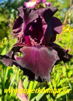 Ирис СУПЕРСТИШН  (Iris Superstition) Гофрированные бархатные фиолетово-черные цветы, темно фиолетовая бородка, хорошо нарастает, обильно цветущий, высота до 90 см. Среднего срока цветения. Награда: HM- 78, АМ-81.  ЦЕНА 300 руб