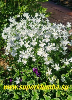 ФИАЛКА РОГАТАЯ «белая» (Viola cornuta «Alba») стабильный многолетник, образует кустики высотой 15- 20 см, цветет весь сезон крупными белыми цветами, высота 10-15 см, ЦЕНА 350 руб (1 дел) НОВИНКА!