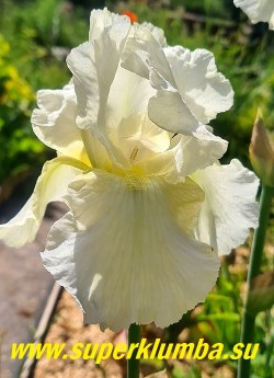 Ирис ЛЕМОН МИСТ (Iris Lemon Mist) Белый с легким лимонным оттенком, бело-лимонная бородка, слегка гофрирован c легким кружевом на верхних лепестках. Среднего срока цветения, высота до 80 см. НОВИНКА! ЦЕНА 300 руб