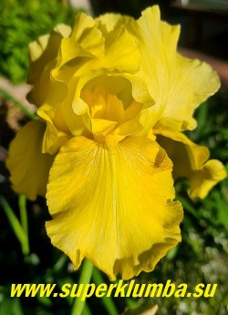Ирис ВАЙБРЕНТ (Iris Vibrant) ? однотонные золотисто-жёлтые цветки с желто-оранжевой бородкой и  чуть зеленоватым тоном. Гофрированный, яркий. Среднего срока цветения. Высота цветоноса 85 см. Награды:HM-2001. АМ-2004. НОВИНКА! НЕТ В ПРОДАЖЕ
