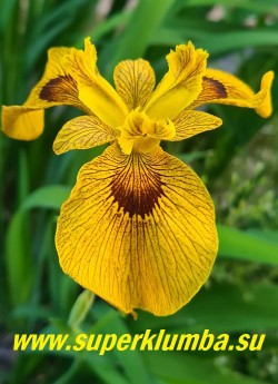 ИРИС АИРОВИДНЫЙ РОЙ ДЭВИДСОН (Iris  psendacorus  Roy Davidson) Сорт с насыщенно-мимозно-жёлтыми цветами с коричневым обрамлением сигнала и прожилками на лепестках.  Цветёт очень обильно с  июня.   Изгибающаяся красивая очень блестящая листва сохраняет декоративность до  зимы и является одним из главных достоинств данного сорта. Высота цветоноса до 100 см. НОВИНКА! ЦЕНА 300 руб (1 делёнка)