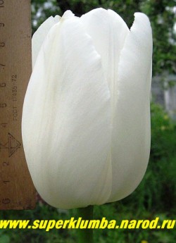 Тюльпан ПЕТР СТОЛЫПИН (Tulipa Maureen)  серия "Российские гиганты", класс "простые поздние", бокал сохраняет идеальную форму, его высота 10-12 см, высота стебля до 90 см, поздний, НЕТ В ПРОДАЖЕ