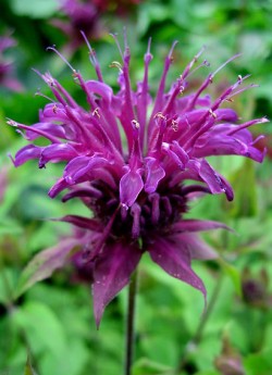 МОНАРДА ГИБРИДНАЯ №2 "фиолетовая" (Monarda х hybrida), темно-фиолетовые цветы в собранные в верхушечные головчатые соцветия , ароматные листья (пряность), высота до 80см, цветет в июле-августе 50 дней.  ЦЕНА 300 руб (1 дел)