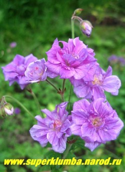 ГЕРАНЬ ГИМАЛАЙСКАЯ "ПЛЕНУМ" (Geranium himalayense 'Plenum') махровые цветки оригинального голубовато- фиолетового цвета с красноватыми жилками. Листья опушенные глубоко неравномерно рассеченные , высота куста 30 см, цветет июнь-август.  ЦЕНА  300 руб.