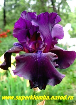 Ирис СУПЕРСТИШН  (Iris Superstition) Гофрированные бархатные фиолетово-черные цветы, темно фиолетовая бородка, хорошо нарастает, обильно цветущий, высота до 90 см. Среднего срока цветения. Награда: HM- 78, АМ-81.  НЕТ В ПРОДАЖЕ