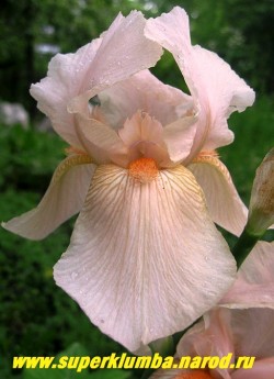 Ирис КОНСТАНТ ВАТТЕЗ (Iris 'Constant Wattez') P. Van Veen, R. 1955,  IB, 61 cм, среднего срока цветения .Прекрасный розовый цветок . Стандарты  розовые, фолы  лососево розовые, бородка темно-мандариновая. Неприхотливый сорт, ЦЕНА 200 руб