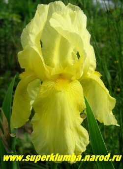 Ирис КРИМ КОККАТУ?  (Iris Cream Cockatoo)  лимонно- желтый крупный слегка гофрированный цветок с оранжевой бородкой, обильноцветущий и неприхотливый, среднего срока цветения. Высота до 70 см, ЦЕНА 200 руб (1 шт)  или 350 руб (кустик из 2-3 шт)