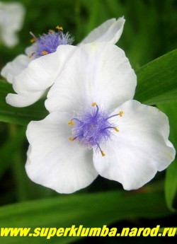 ТРАДЕСКАНЦИЯ №5, белая с темно-синими тычинками, диаметр цветка 3,5 см, цв. июнь-сентябрь,компактный сорт, высота 35-40 см,  ЦЕНА  300 руб (кустик: 3-4 шт)