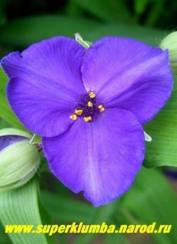 ТРАДЕСКАНЦИЯ "ЛЕОНОРА" (Tradescantia "Leonora") фиолетово-синие цветы с золотыми тычинками, диаметр цветка 4 см, цветет июнь-сентябрь, высота 50 см,  ЦЕНА 300 руб (кустик: 3-4 шт)