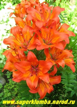 Лилия ДАУРСКАЯ (Lilium dаhuricum) Цветы крупным планом. ЦЕНА 300 руб (1шт)