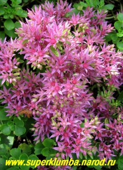 соцветие ОЧИТКА ЛОЖНОГО "Пурпурный" (Sedum spurium var. coccineum)  крупным планом. Хорошо мирится с затенением, но пышнее и обильнее цветет на солнце. ЦЕНА 200 руб
