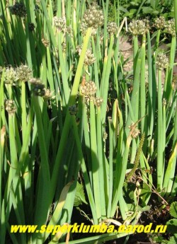 ЛУК-БАТУН или ТАТАРКА (Allium fistulosum) широко известный съедобный и вкусный многолетний лук с толстыми мясистыми стрелками и округлыми бело-желтыми соцветиями. Высота 30-50 см  НЕТ В ПРОДАЖЕ