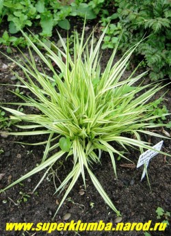 МОЛИНИЯ ГОЛУБАЯ "Вариегата" (Molinia coerulea var. variegata) светло-зеленая листва с продольными широкими кремово-белыми полосами , формирует аккуратный кустик высотой до 40 см, неприхотлива и зимостойка , но нарастает не спеша. ЦЕНА 350 руб