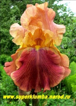 Ирис ЯРОСЛАВ МУДРЫЙ (Iris Yaroslav Mudry) огромные гофрированные цветы с желто-розовыми стандартами и темно -розовыми фолами, бородка золотистая. Высота 95-100 см. Среднего срока цветения. НОВИНКА!  ЦЕНА 350 руб