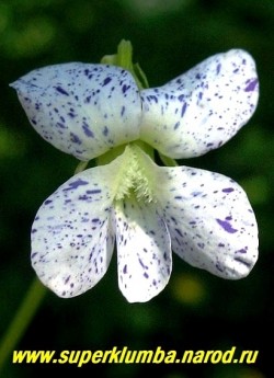 ФИАЛКА СЕСТРИНСКАЯ "Веснушки" (Viola sororia "Freckles") Мнголетний сорт с очень оригинальной окраской цветов- белый фон усыпан многочисленными фиолетовыми "веснушками". Листья сочные зеленые, сердцевидной формы. Цветет весной — в начале лета. Неприхотливый и красивый сорт. ЦЕНА 250 руб (1 дел)