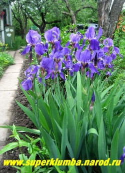 ИРИС ГЕРМАНСКИЙ  ЛИЛОВЫЙ   (Iris germanica) в моем саду в мае. ЦЕНА 200 руб (кустик -  2-3 шт )