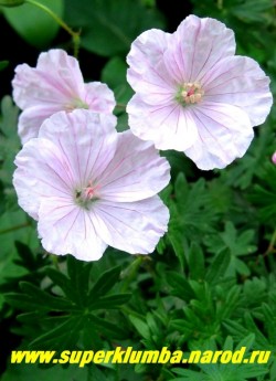 ГЕРАНЬ КРОВАВО-КРАСНАЯ "Вижн Пинк" (Geranium sanguineum "Vision Pink") Цветы крупным планом. Цветет с июня до августа. НЕТ В ПРОДАЖЕ