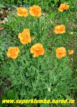 МАК СКАЛОЛОМНЫЙ махровый "Мандариновая драгоценность" (Papaver rupifragum "Double Tangerine Gem"). Некрупный красивый мак с красивыми розетками сильно опушенных резных голубовато-серых листьев.  Хорошо смотрится на каменистых горках, малолетка (2-3 летка), но прекрасно самосеется.  ЦЕНА 250 руб (1шт.)