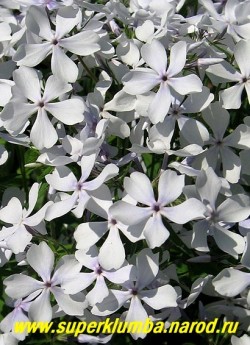 ФЛОКС РАСТОПЫРЕННЫЙ "Уайт оф парфюм" (Phlox divaricata "White of Parfume") цветы крупным планом , очень нежный 

цвет, ароматные цветы, можно использовать на срезку, НОВИНКА! ЦЕНА 250 руб, (1 дел)