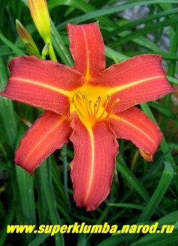 Лилейник ОТОМ РЕД (Hemerocallis Autumn Red)  звездообразный красный с желтыми полоской по центру лепестка и горлом, диаметр цветка 12 см, цветет в июле-августе, высота до 60 см. ЦЕНА 200 руб (1 шт) или 350 руб (кустик из 3 шт)