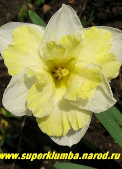 Нарцисс "САННИ САЙД АП" (Narcissus "Sunny Side Up") разрезнокорончатый. Цветки с лимонно-белым околоцветником с резной гофрированной желтой коронкой, светлеющей до белой. Высота 40 см, диаметр цветка 9.0 - 10,0 см. Среднеранний. НЕТ В ПРОДАЖЕ